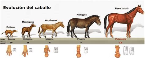 origen de los caballos.